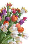 99Misc_flowers_l_000000_FFFFFF.jpg